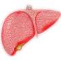 Gene therapy shows promise in ARC syndrome, a deadly childhood liver disease