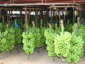 chlordecone: more than 80% of the population of Guadeloupe and Martinique contaminated