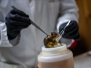 l&rsquo;argentine-detecte-un-variant-d&rsquo;hantavirus-en-terre-de-feu