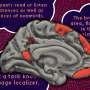 The brain&rsquo;s language network is more extensive than previously thought