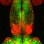 Zebrafish brains reveal alternate route for senses to the forebrain shared with mammals