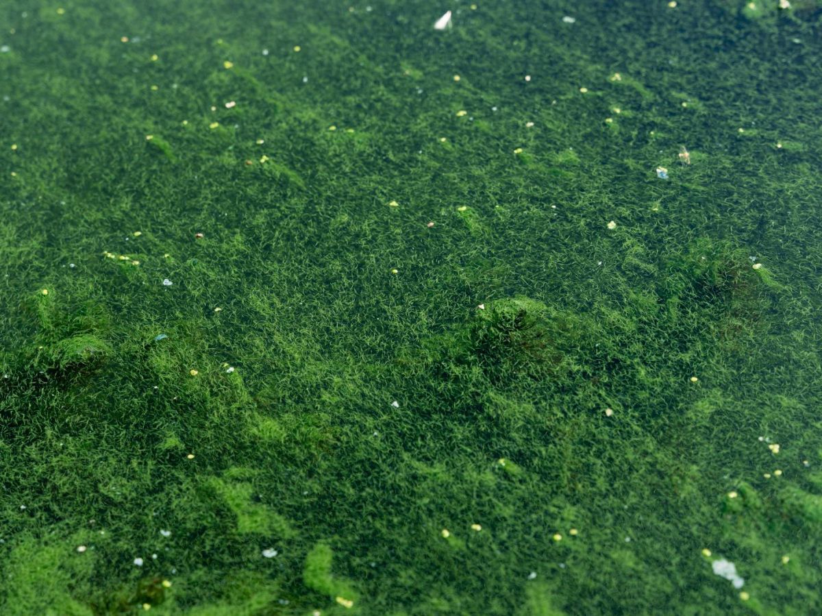 cyanobacteria: detection at unprecedented speed