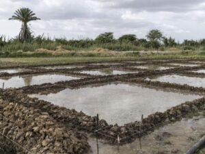 in the Senegalese rice paddies, an alliance against bilharzia