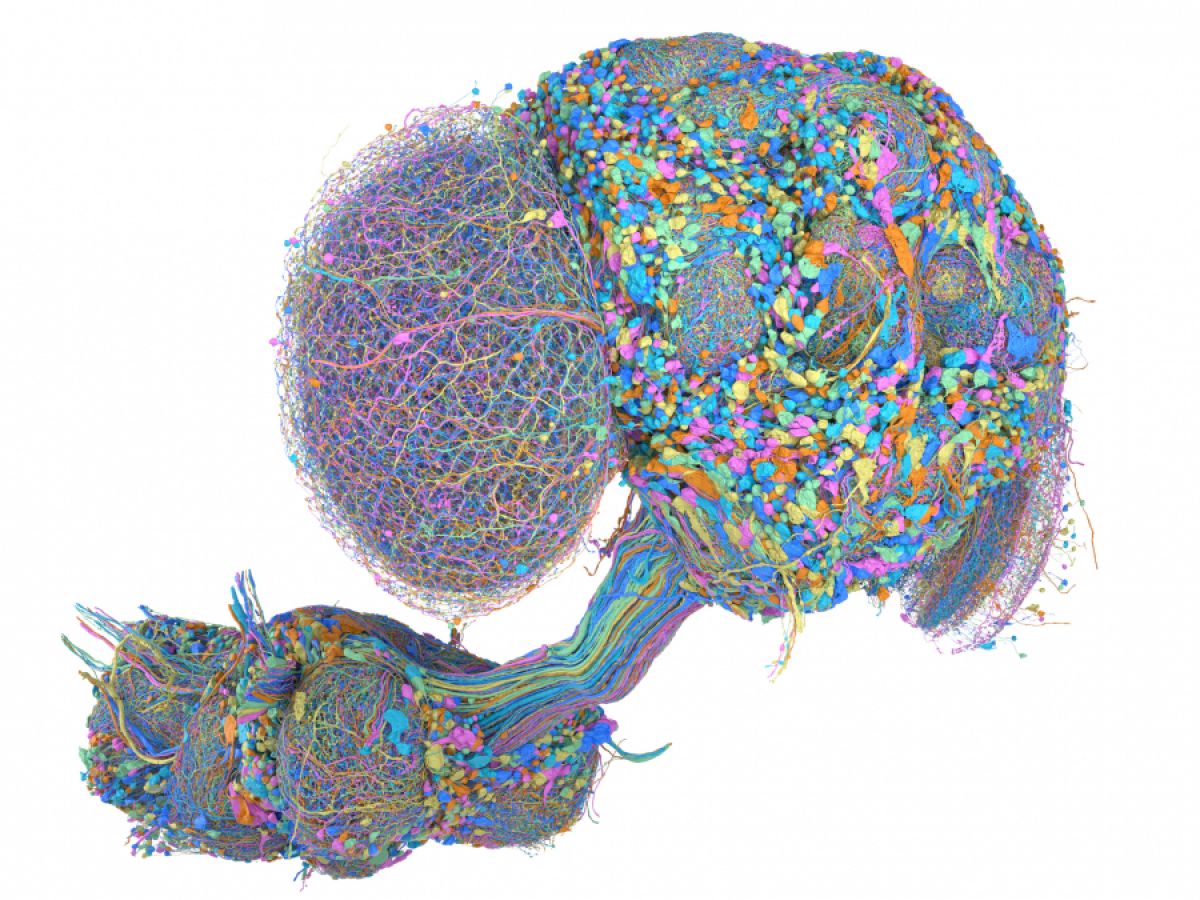 le-systeme-nerveux-central-d’une-mouche-entierement-cartographie