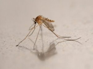 The West Nile virus is becoming increasingly established in France: record number of cases for 2026