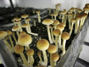 Psilocybin against degenerative neuropathies