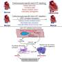 Reducing nuclear damage improves heart function and survival in mice